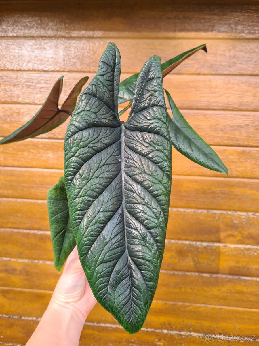 Alocasie - hlízy, rostliny - 5