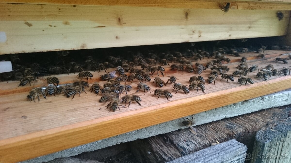 Kvalitní včelí oddělky 39x24, 2026 - 5
