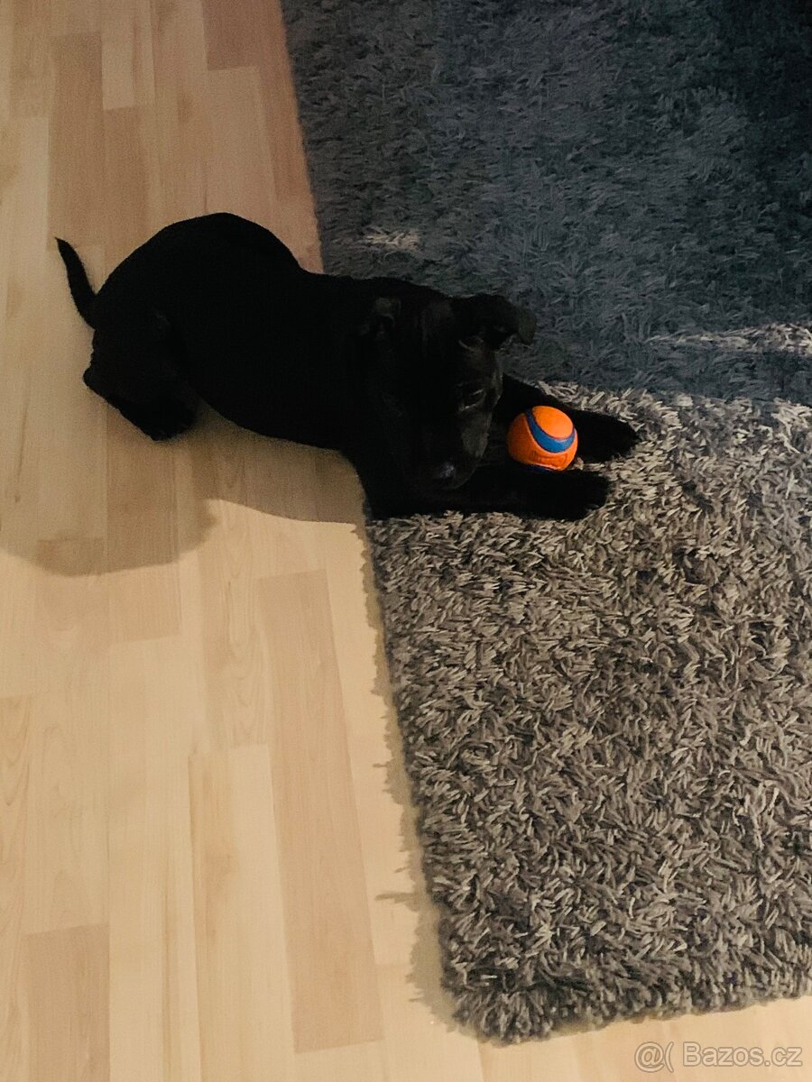 Stafordšírský bulteriér s PP - 5