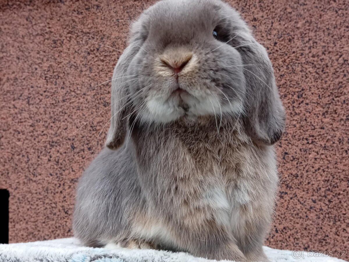 ★ Chovný MiniLop Sameček ★ - 5