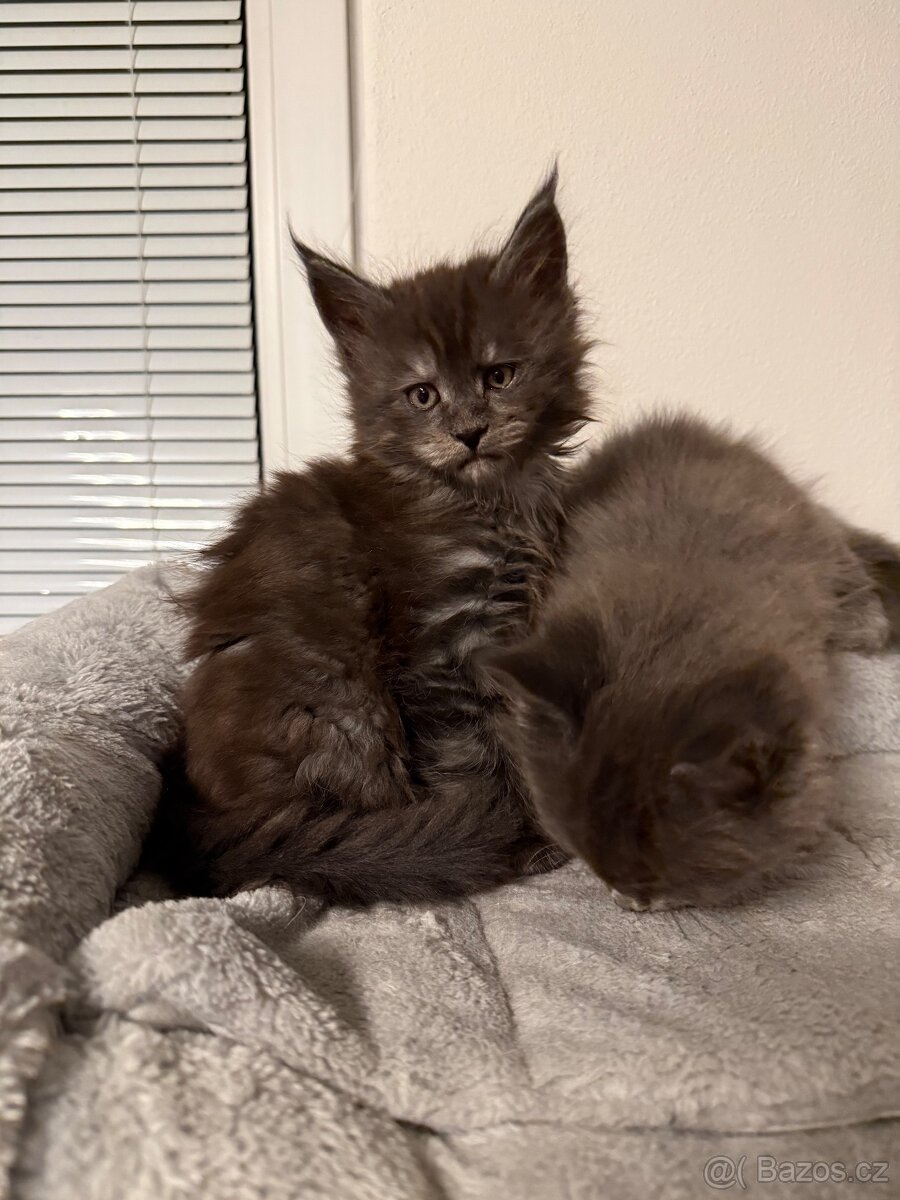 Mainská mývalí koťata - 5