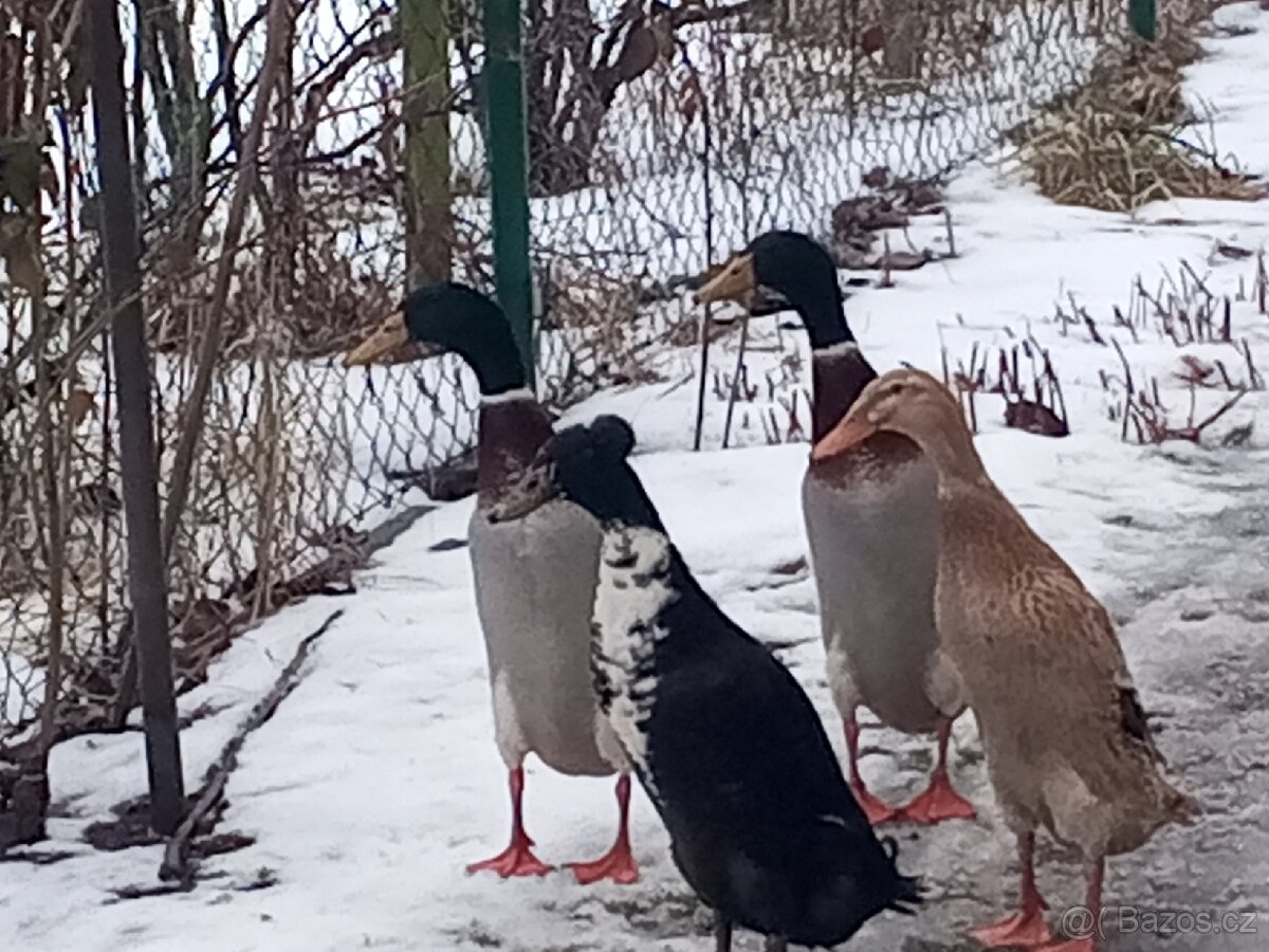 Běžec indický dva samci - 5