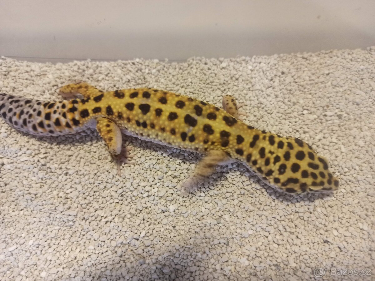 Gekončík nočni dospělí samec 2roky - 5
