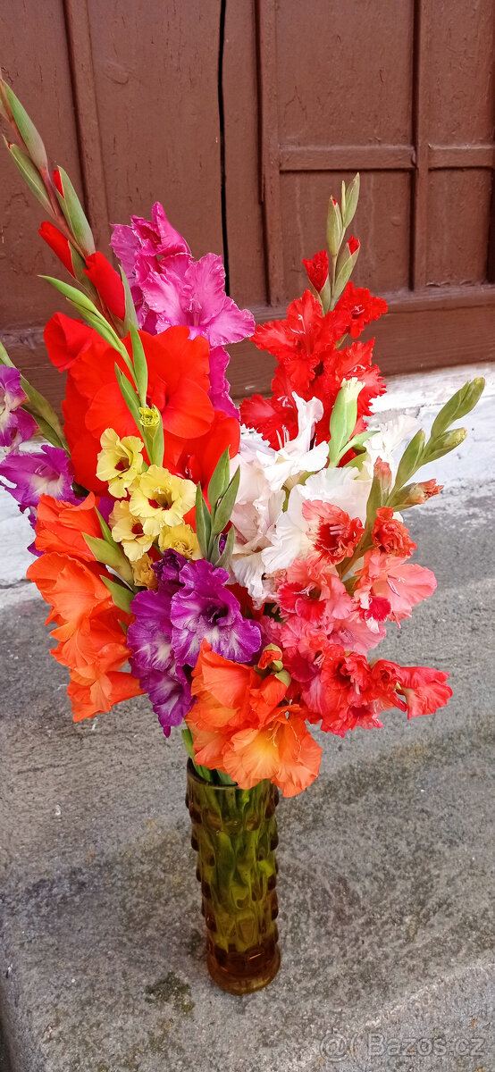 Cibule MEČÍKů - - - viz text a foto - 5