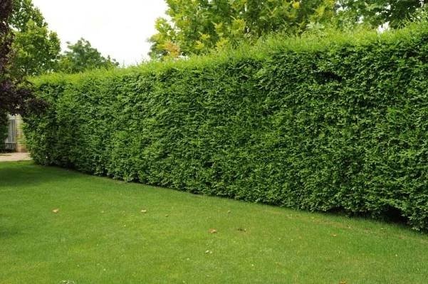 Kouzelný (zázračný) živý plot - Jilm sibiřský - 5