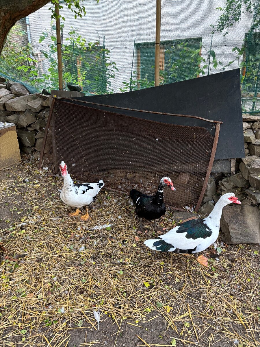 Kačer - Pižmovky - 5