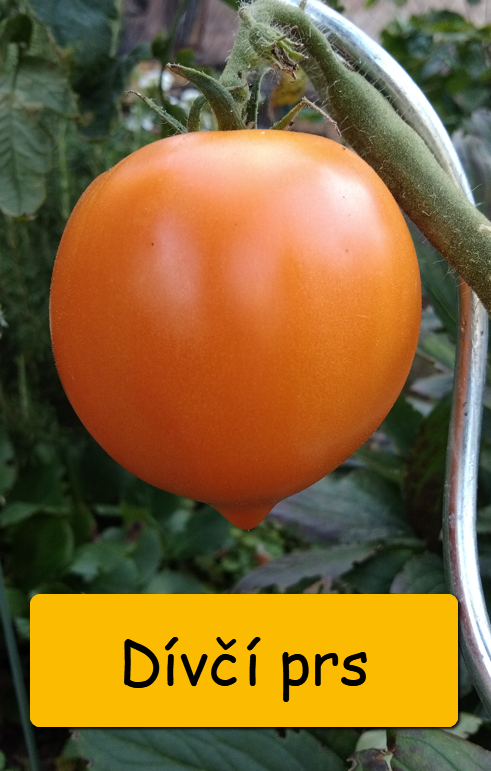 Semínka rajčata tyčkové - různé druhy - 5