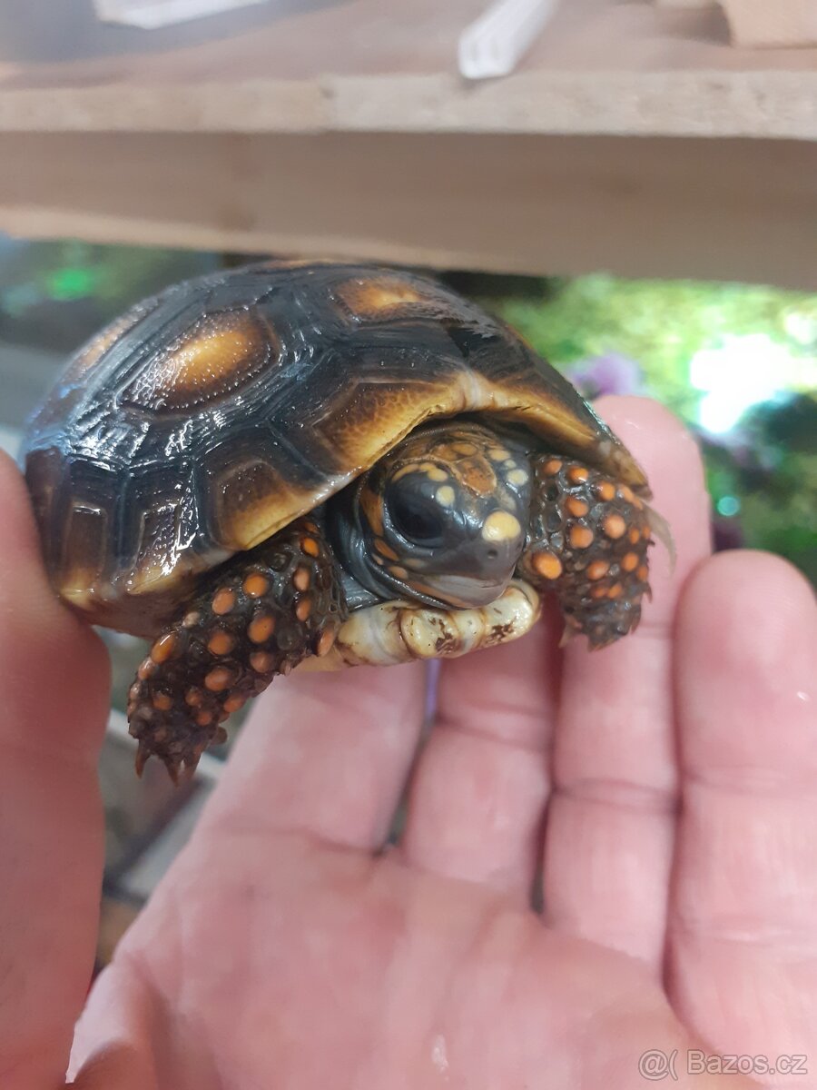 Želva uhlířská - 5