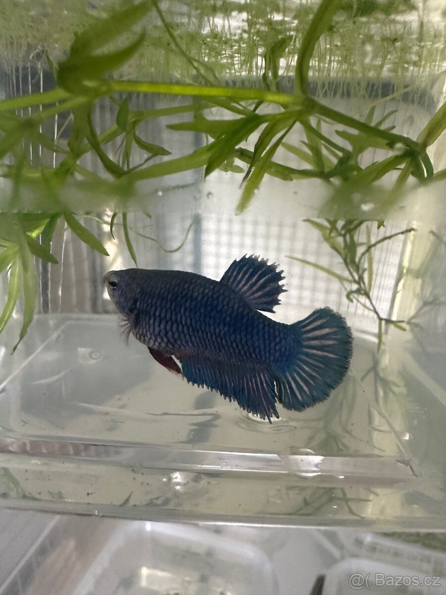 Betta- plakat - 5