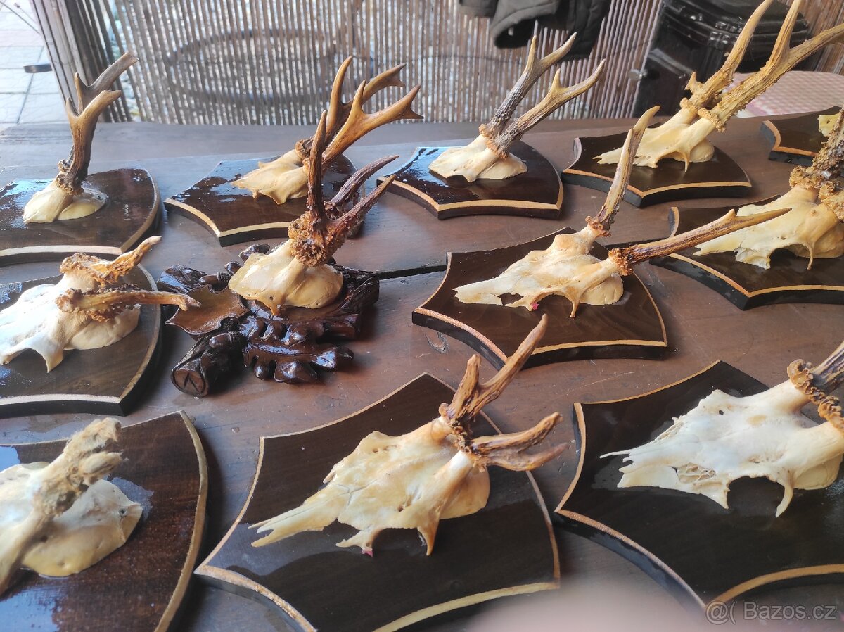 Srnčí trofeje - 5