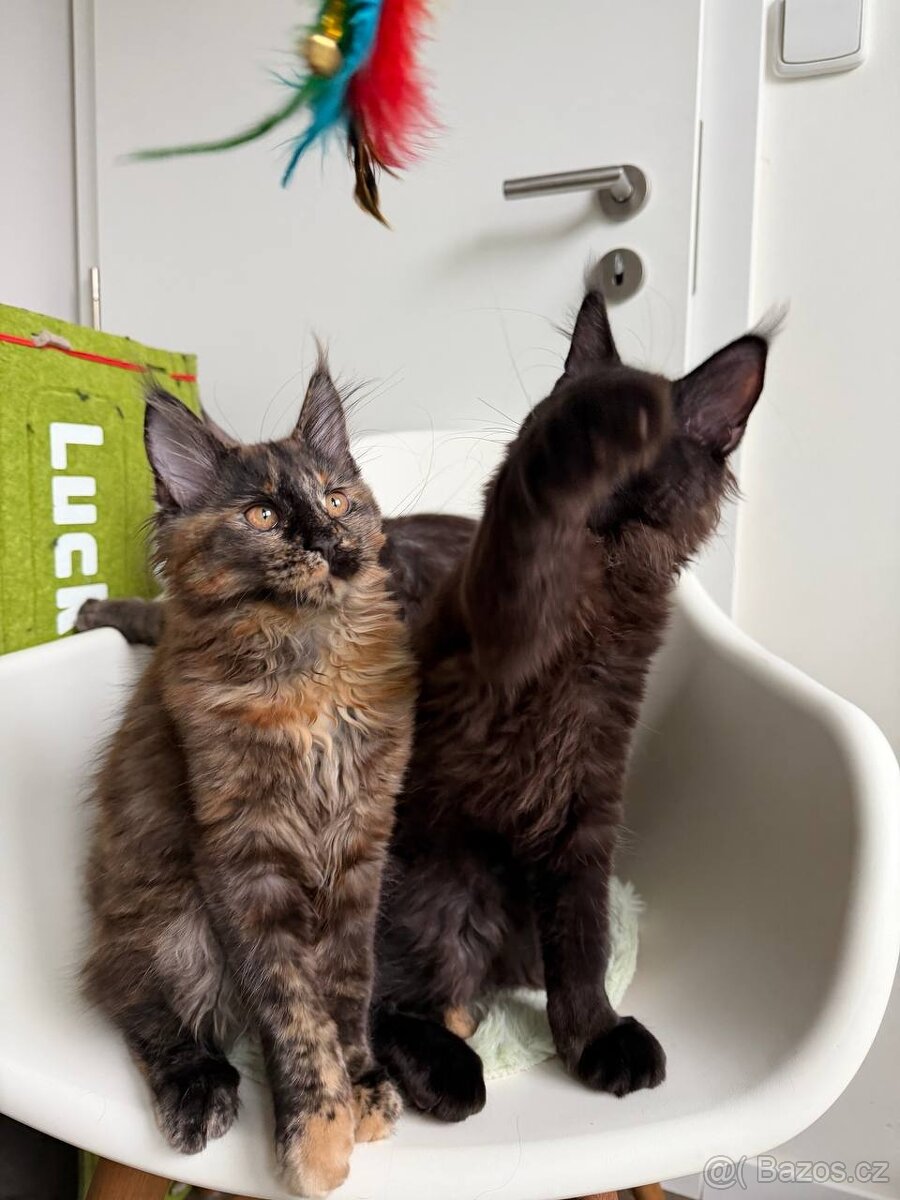 Mainská mývalí koťátka s PP - 5