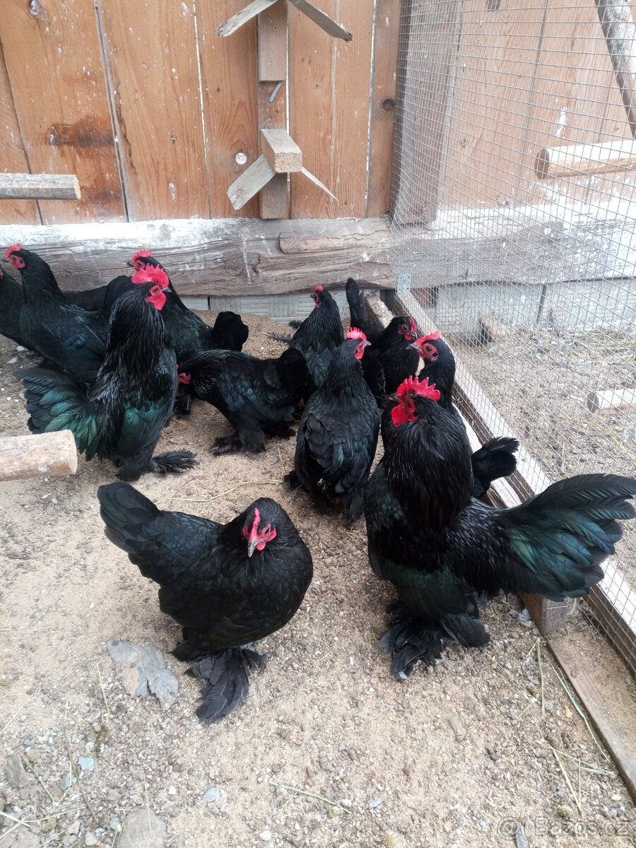 Zakrslá rousná NV - 5