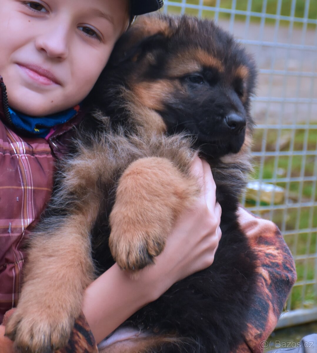 Německý Ovčák - štěňata - 5