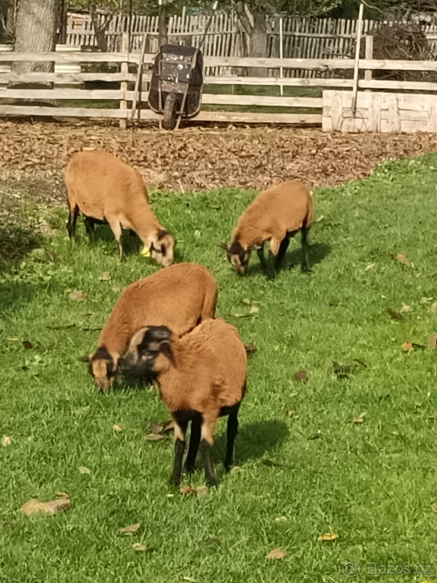 Kamerunské ovce - 5