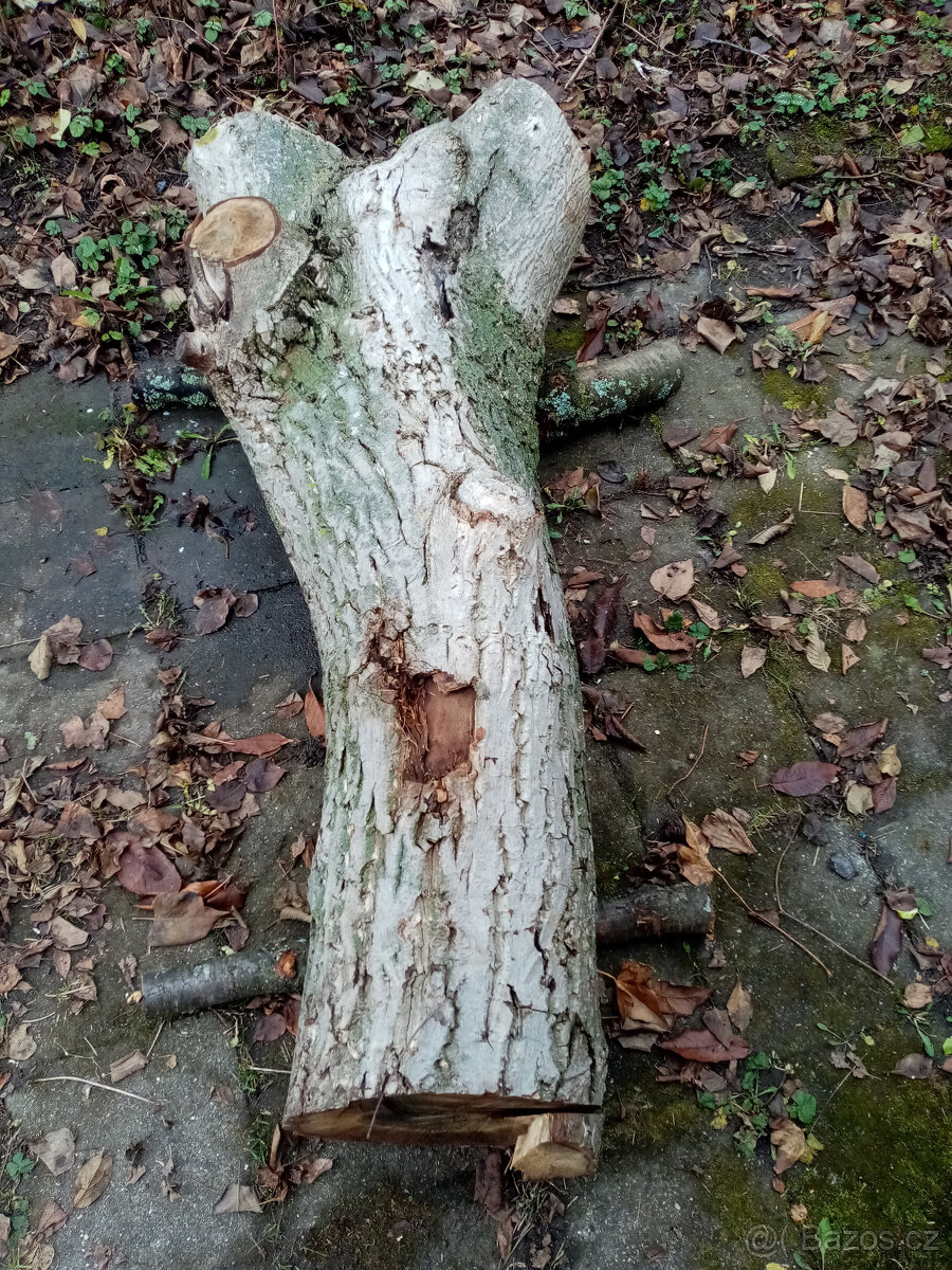 Prodám kmen ořešáku vlašského, ořech. - 5