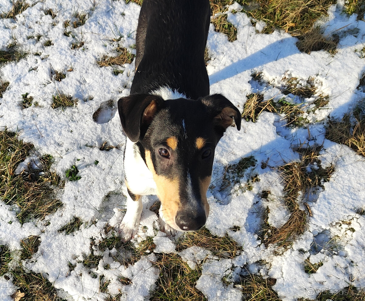 kólie krátkosrstá - 5