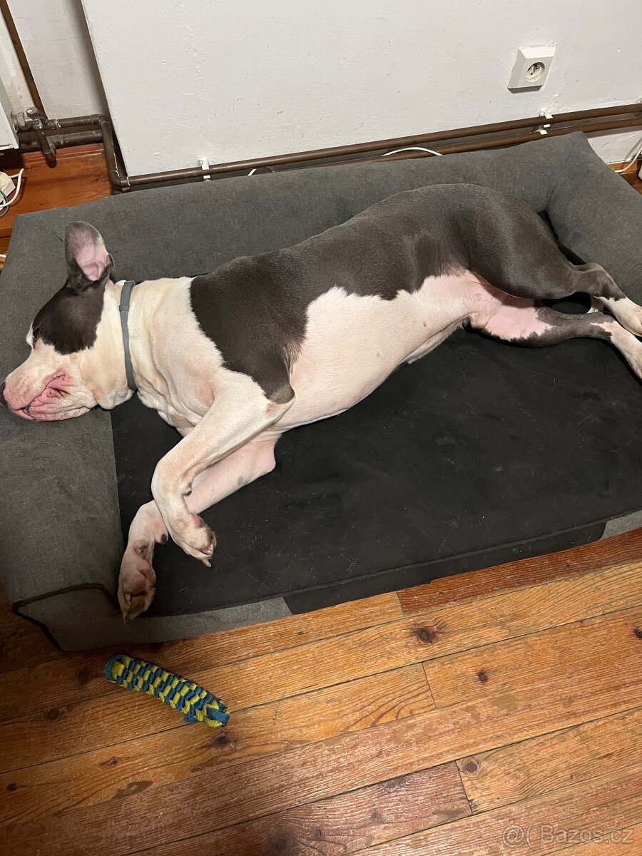 Americký Staffordšírský teriér - 5