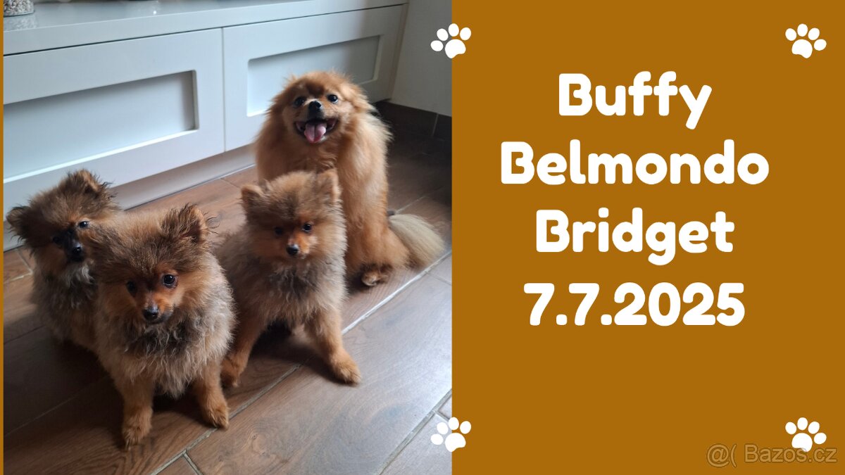 Německý špic malý s PP (FCI)– štěňátka k odběru - 5