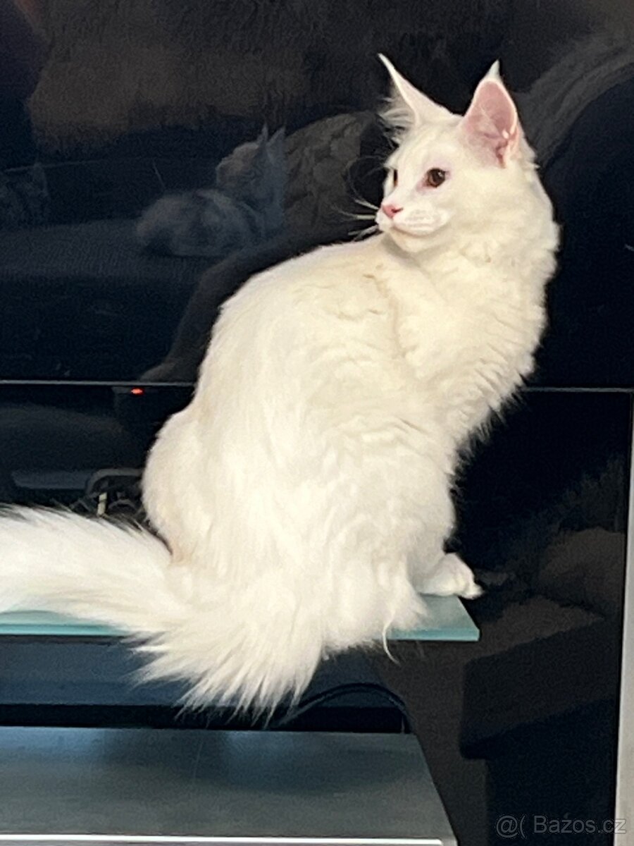 Mainský mývalí kocourek s PP - 5