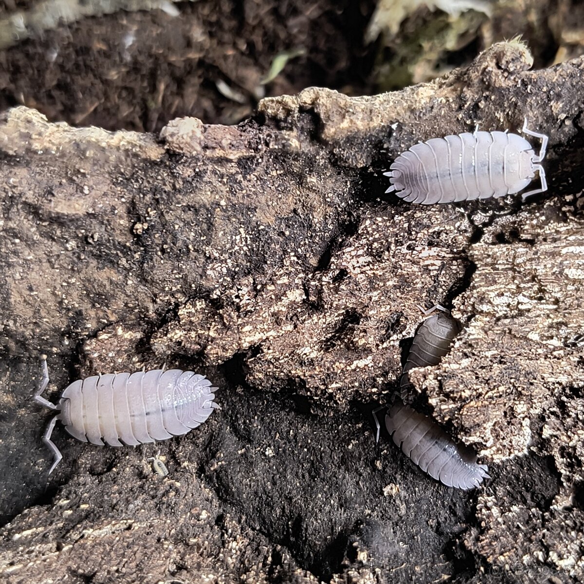 ISOPODY balíčky - Fauna trhy Ostrava 14.12. - 5