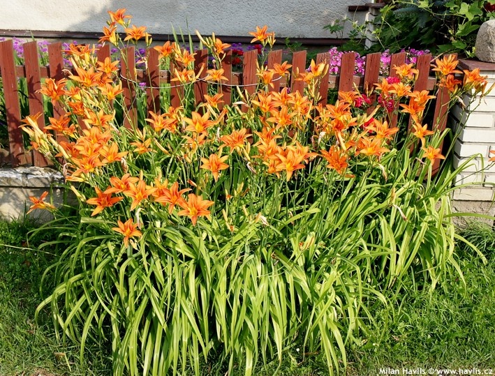 TRVALKY - mladé rostlinky - 5