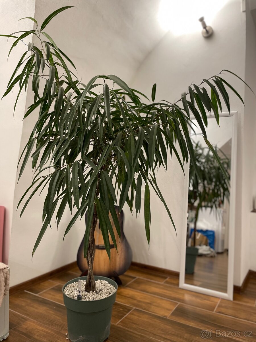 Ficus Mahori(Hydroponia) - 5