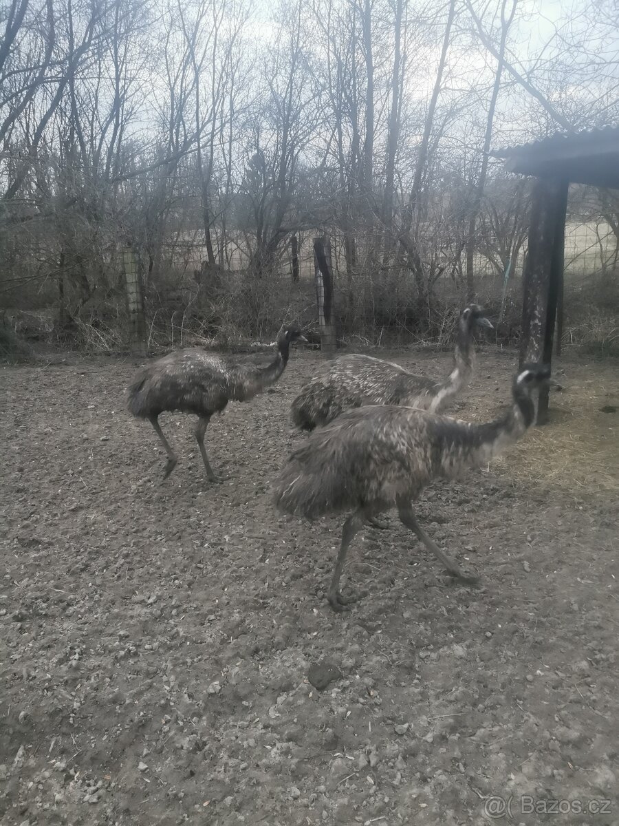 Prodám pstros emu - 5