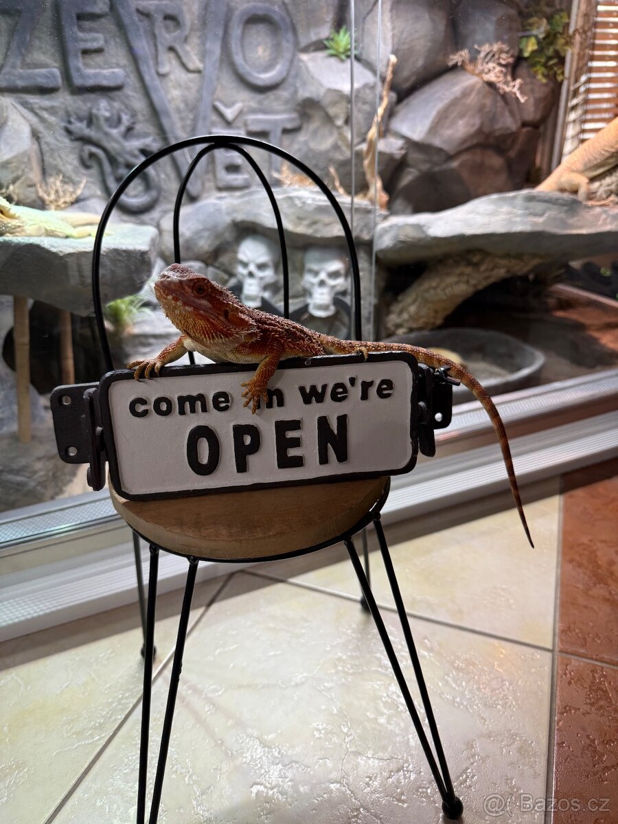 Samička agama vousatá k prodeji - 5