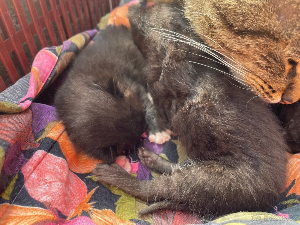 Koťata černá - 5
