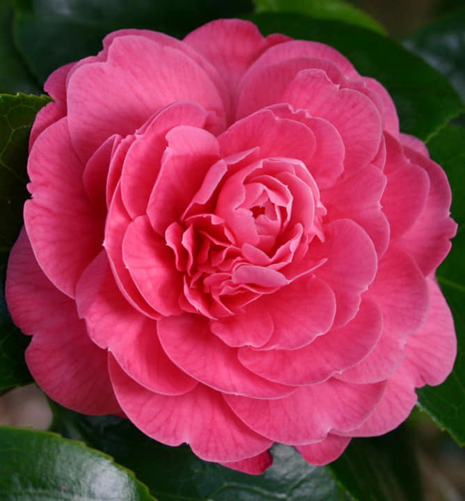 Kamélie japonská (Camellia Japonica) - 5