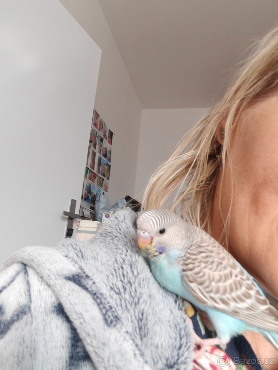 Andulka vlnkovaná - ručně dokrmená - 5