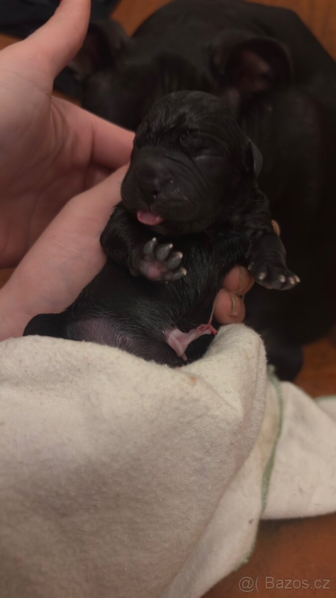 Štěňata - 5