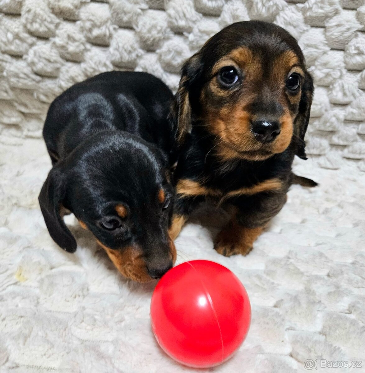 Jezevčík - štěňátka - 5