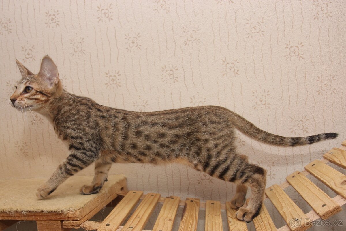 Savannah kotatka F5 - 5