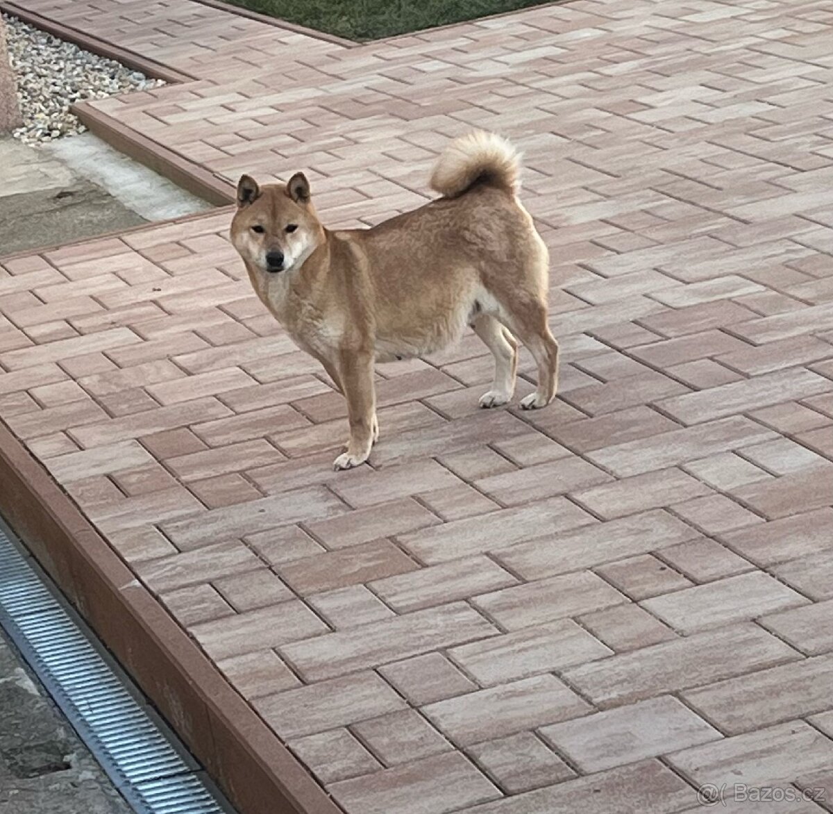 Shiba inu, šiba inu - 5
