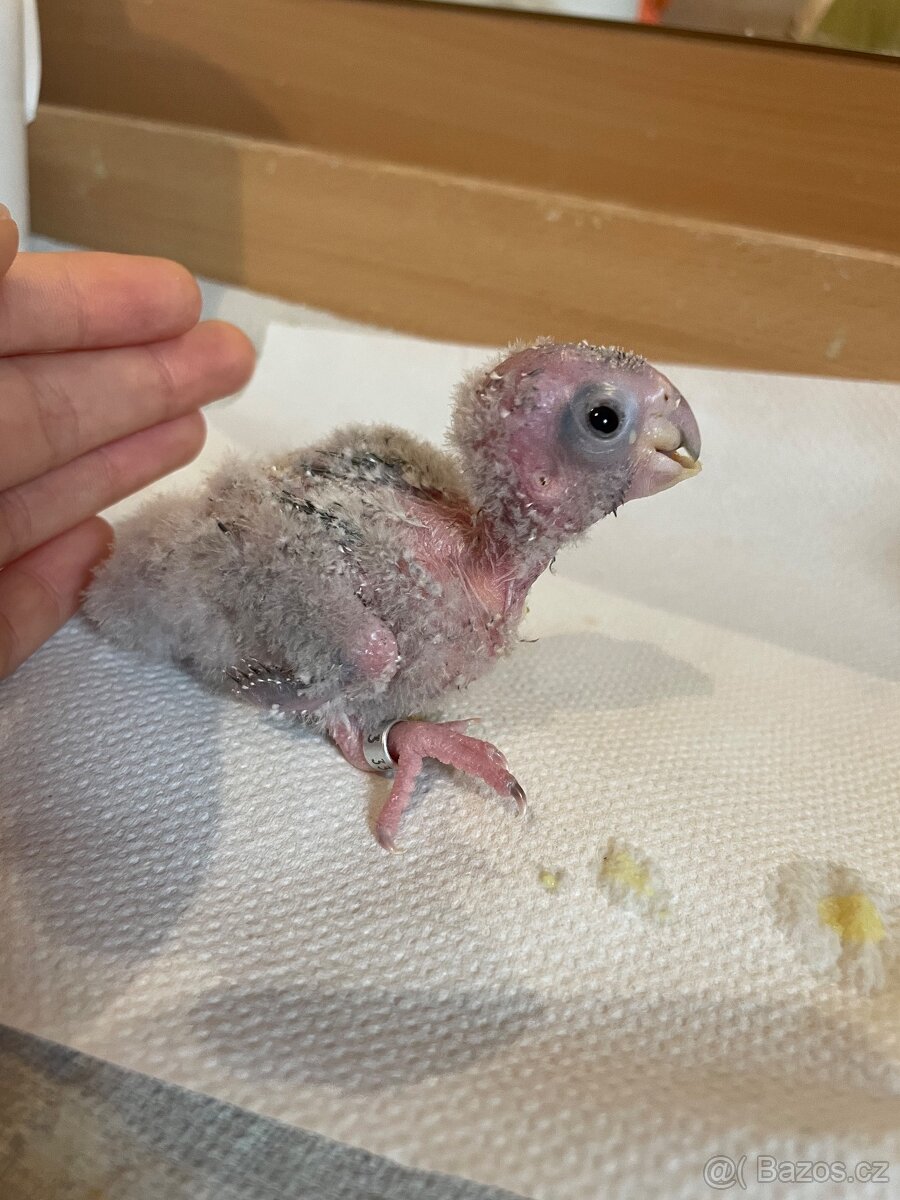 Ručně dokrmená Pyrura zelenolící - 5