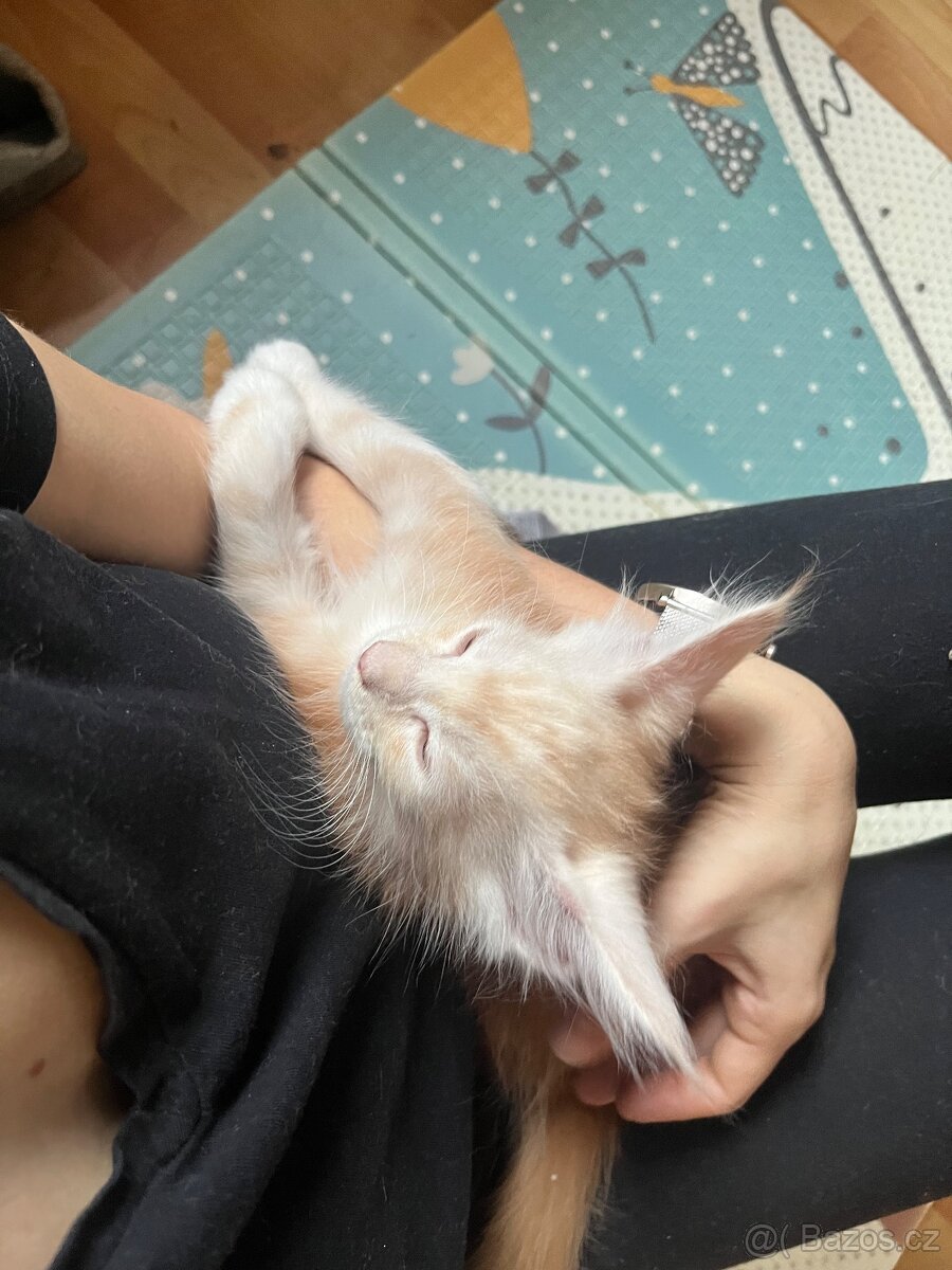 Mainská mývalí bez PP - 5