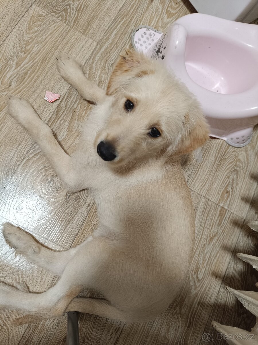 Štěňátko kříženec - 5