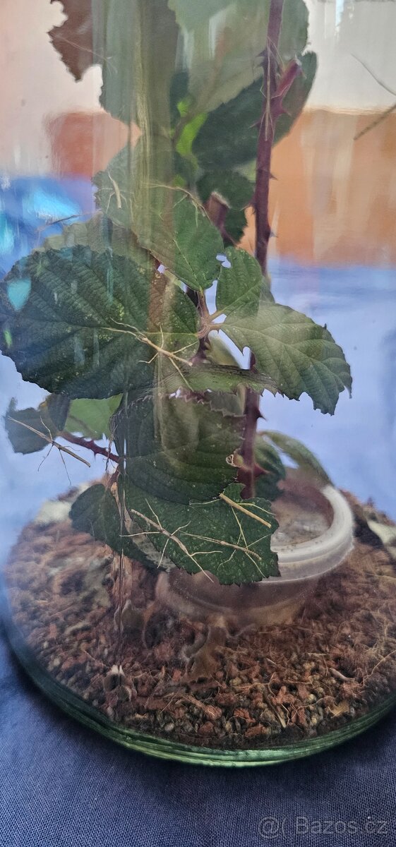 Rezervace - Strašilky - pakobylky rohaté - 5