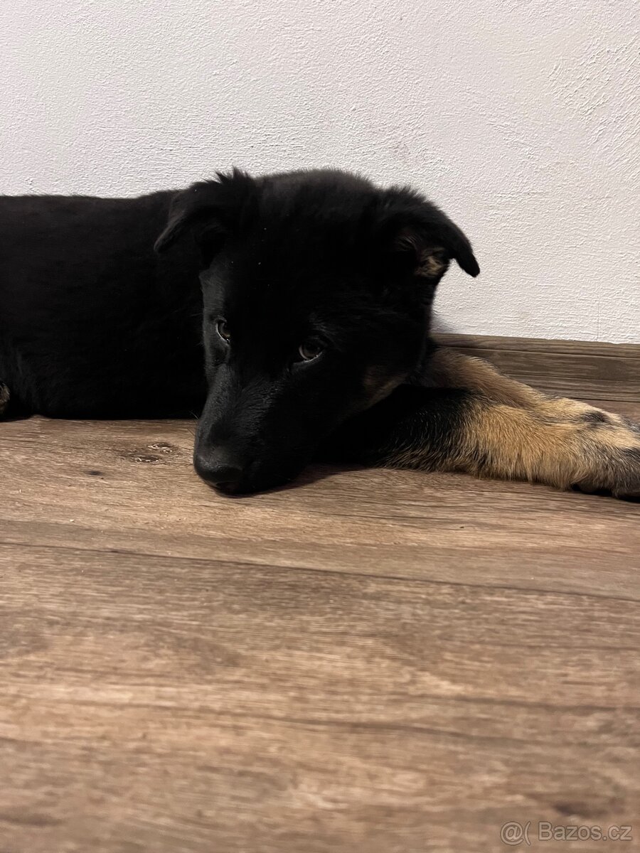 Štěňátko křížený husky a německý ovčák - 5