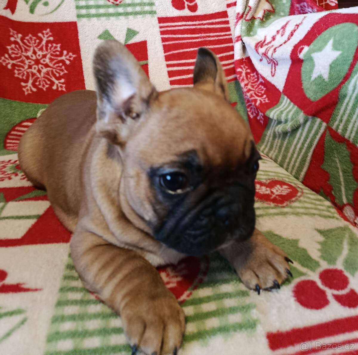 FRANCOUZSKÝ BULDOČEK - 5