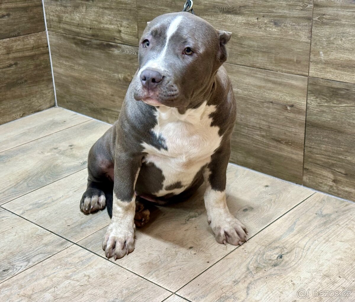 American bully XL - 5