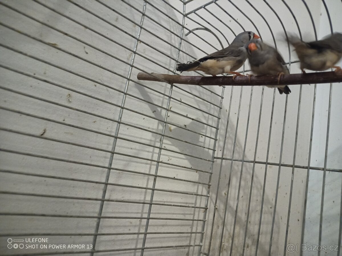 Zebricky, ryzovniky, krepelky. - 5