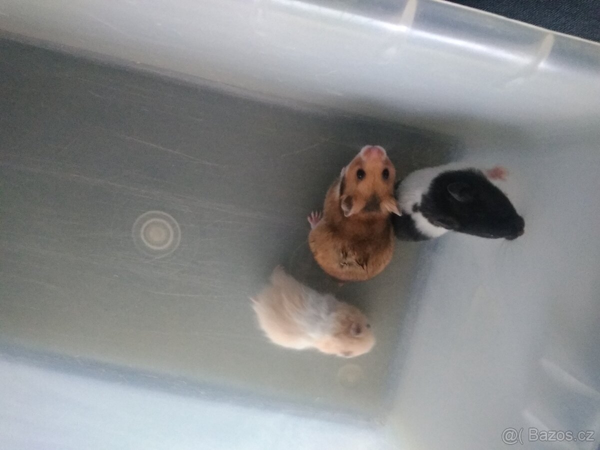 Křeček syrský/zlatý - 5