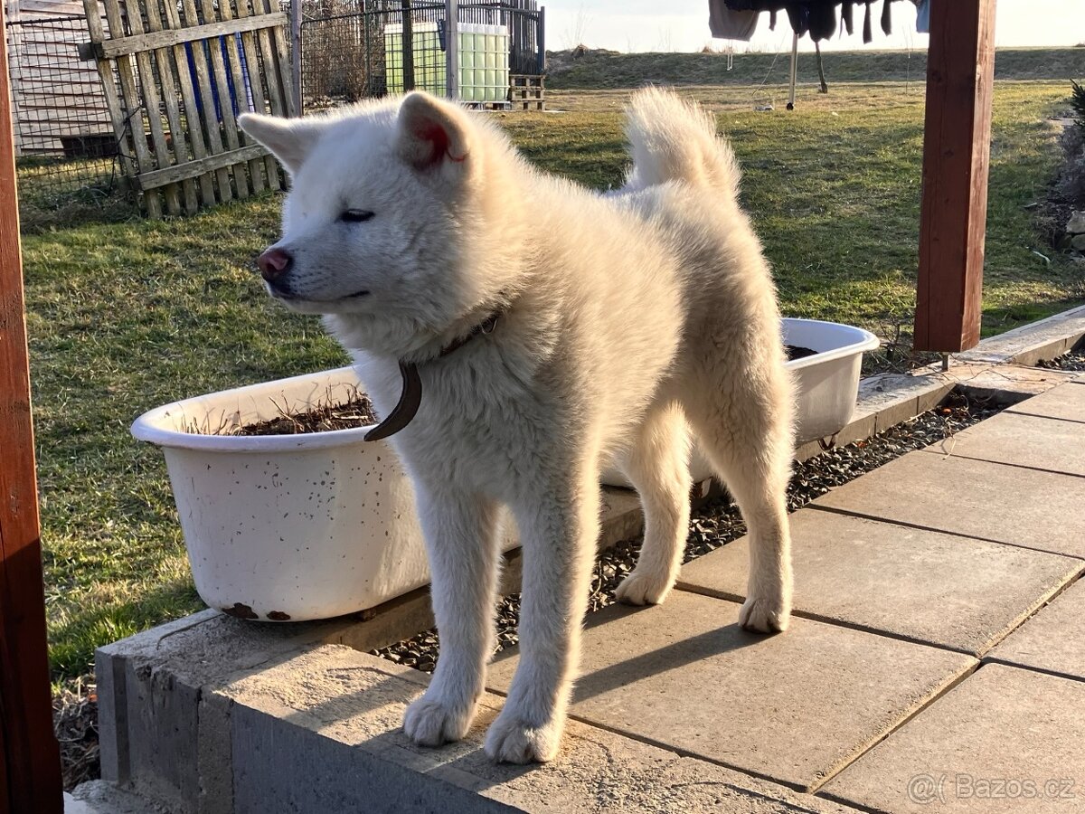 Akita Inu - mazel do rodiny - 5