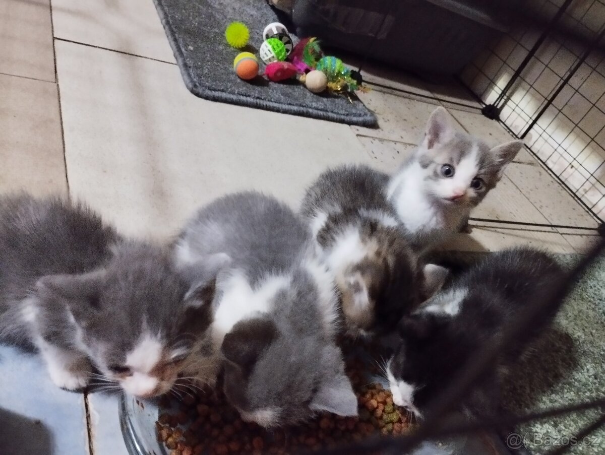 Daruji koťátka - 5