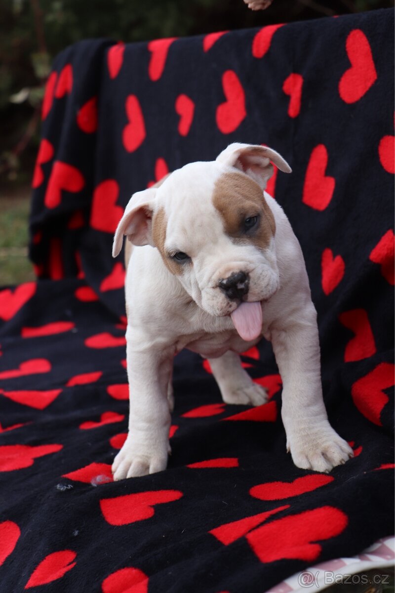 Americký stafordšírský teriér s PP pejsek SPIRIT - 5