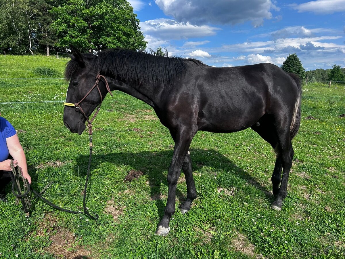Hřebeček 1/2 lusitano - 5