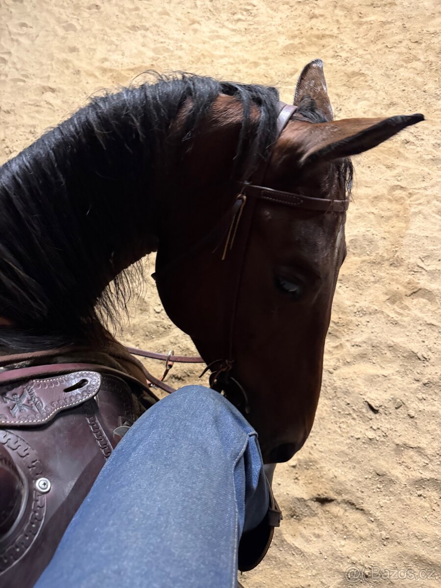 Valach quarter horse - 5