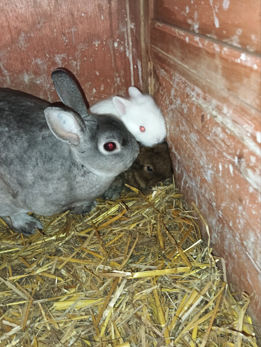 Zakrslí králíčci - 5